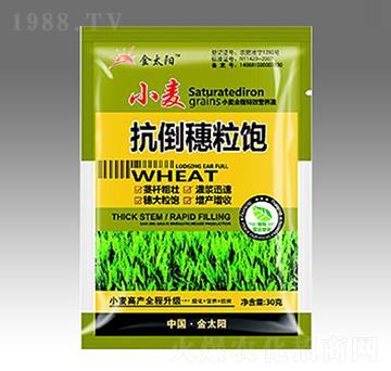 小麥抗倒穗粒飽-金太陽(yáng)肥業(yè)