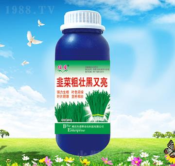 韭菜粗壯黑又亮-植圣-碧野農(nóng)化