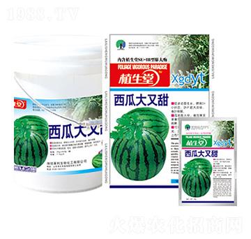 西瓜大又甜 植生堂 萊利生物