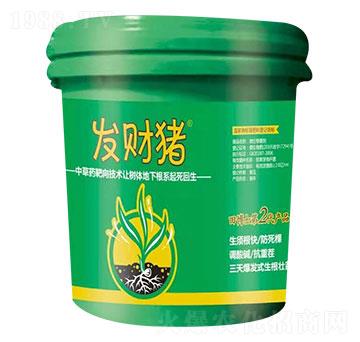 微生物菌劑 發(fā)財(cái)豬 田博士