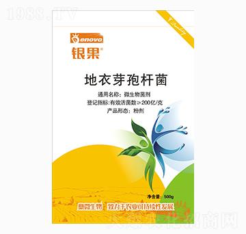 地衣芽孢桿菌-銀果-鼎微生物