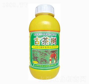 古茶樹-華杰生物