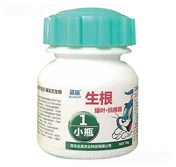 藍貓葉噴生根一小瓶-合美農(nóng)業(yè)