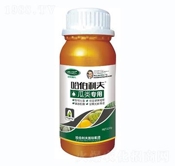 �����-��������