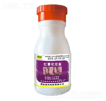 �t��������-�ɰ�����