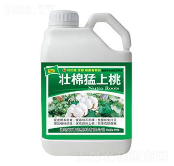 壯棉猛上桃-百事達