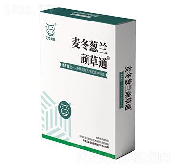 麥冬蔥蘭頑草通-正華力致