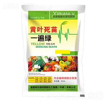 黃葉死苗一遍綠-東星