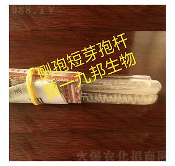 側(cè)孢芽孢桿菌-斜面試管菌-九邦生物