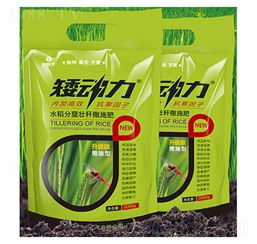 水稻分蘗壯桿撒施肥-矮動(dòng)力-金必豐